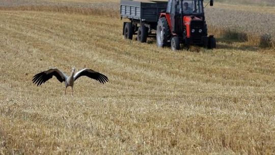 Uścimów: Przez pomyłkę wykosił zboże sąsiadowi