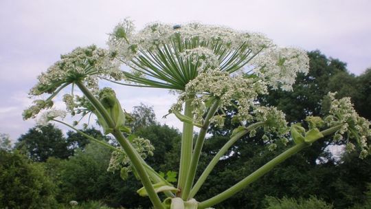Usuną barszcz Sosnowskiego z poboczy