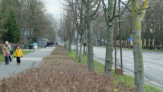 Usuną z trzech ulic w Lublinie 212 drzew. Ekolodzy planują demonstrację