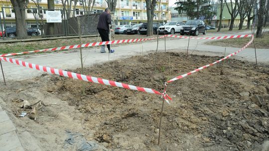 Usunęli gruz i śmieci, posadzili drzewka. Urzędnicy krytyczni, ale otwarci na podobne działania