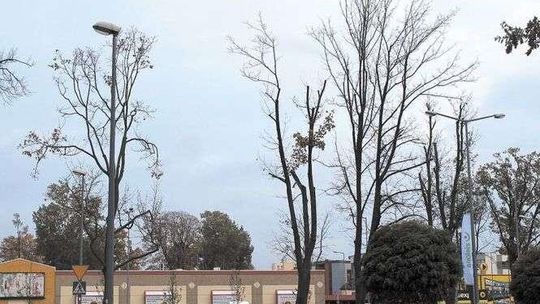 Usychają drzewa w centrum Puław. "One były sadzone w sposób chaotyczny"