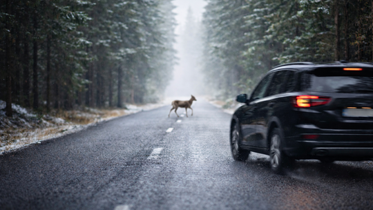 Uwaga na dzikie zwierzęta. Trzy kolizje w ciągu kilku dni Uwaga na dzikie zwierzęta. Trzy kolizje w ciągu kilku dni