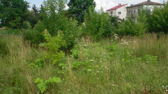 Uwaga na groźny barszcz. Urząd sprawdza sygnał