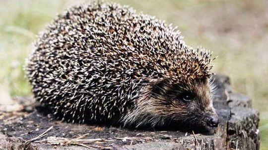 Uwaga na jeże. Urząd ostrzega kierowców