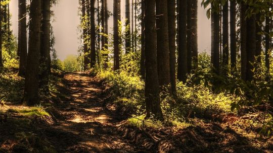 Uwaga na opryski z samolotów w lasach na terenie woj. lubelskiego. Mają zabić chrabąszcze