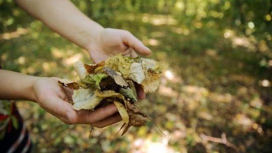 Uwaga na pożary lasów. Najwyższy stopień zagrożenia w Lubelskiem