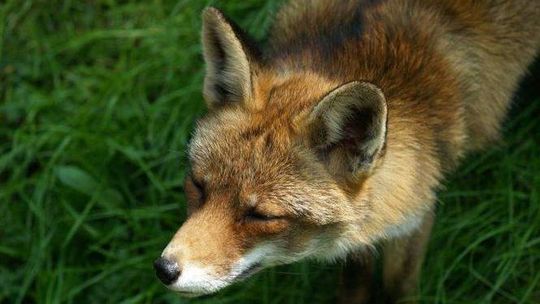 Uwaga na szczepionki przeciwko wściekliźnie. Będą zrzucane z powietrza