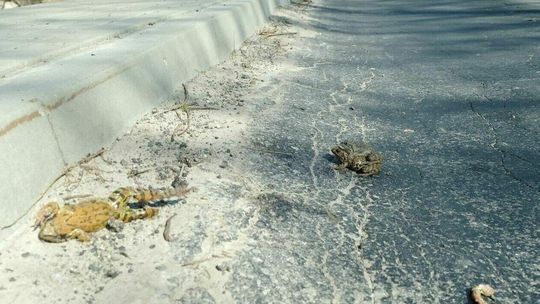 Uwaga na żaby. W miłosnym uniesieniu są rozjeżdżane przez samochody