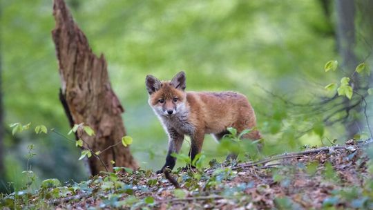 Uwaga, szczepionka spada z nieba. Nie ruszaj, trzymaj z daleka zwierzęta