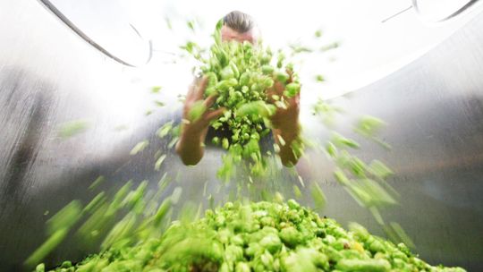 Uwarzyli ponad 100 rodzajów piw. Browar Zakładowy z Poniatowej bije rekordy