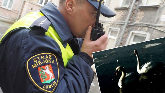 Uwięzione w lodzie Zalewu Zemborzyckiego. Na ratunek łabędziom ruszyli strażnicy i strażacy
