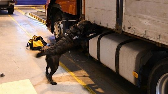 Vigo wywęszył kontrabandę w „pustym” tirze
