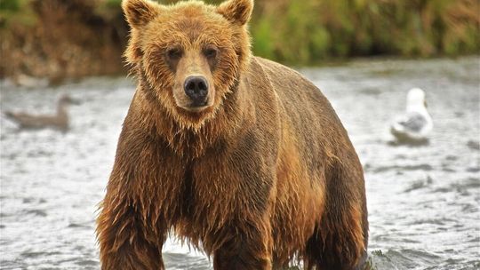 W bazie danych WWF Polska jest 200 niedźwiedzi