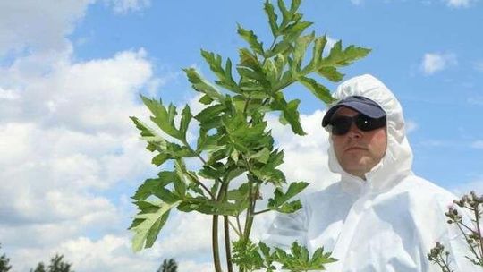 W Białej Podlaskiej pojawił się barszcz Sosnowskiego