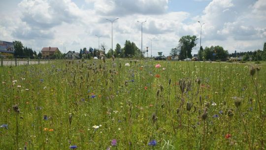 W Biłgoraju pierwsza taka łąka. Debiutują maczki i goździki