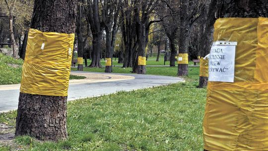 W Chełmie chcą zatrzymać inwazję szrotówka
