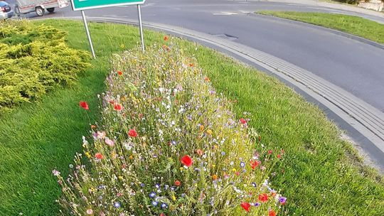 W Chełmie łąki kwitną jak szalone. Feeria barw i zapachów na rabatach