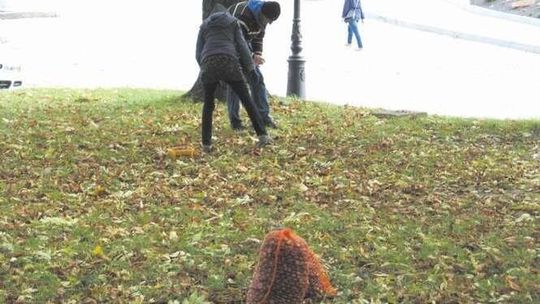 W Chełmie można zarobić na kasztanach. Rekordziści przywieźli do skupu 635 kg