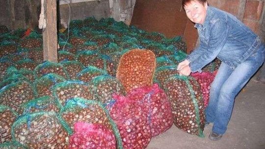 W Chełmie można zarobić na zbieraniu kasztanów. Rekordzistka przywiozła 180 kg