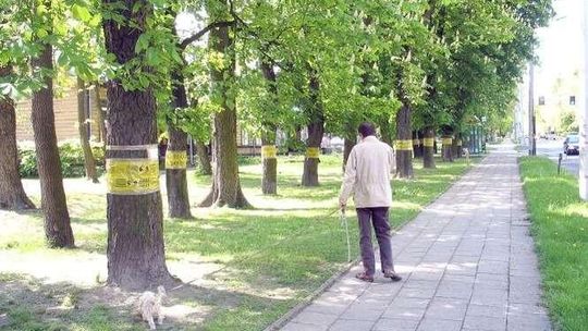 W Chełmie walczą ze szrotówkiem. Kasztanowce z taśmami