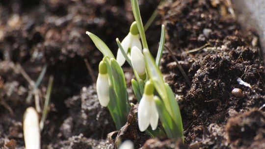 W Chełmie widać pierwsze oznaki wiosny