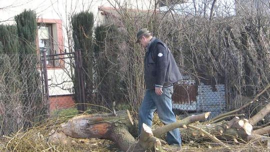 W Chełmie zadomowiły się bobry. "Są wszędzie"