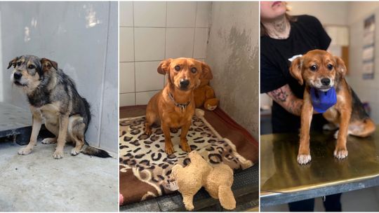 W Dniu Psa przygarnij przyjaciela. Podopieczni lubelskiego schroniska dla bezdomnych zwierząt polecają się do adopcji
