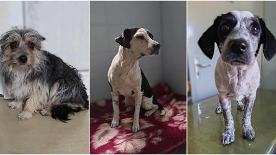 W dniu psa znajdź przyjaciela na całe życie. Podopieczni lubelskiego schroniska polecają się do adopcji