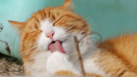 W domu kanapowiec, na podwórku morderca. Jakie naprawdę są koty?