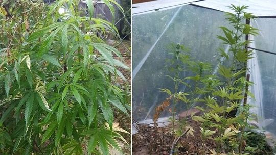 W foliowym tunelu wcale nie rosły pomidory