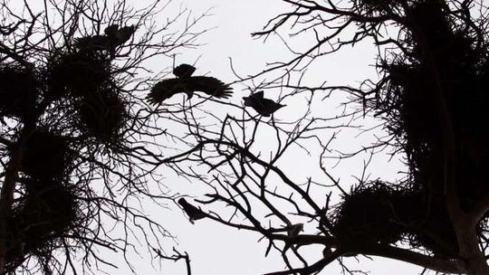 W Hrubieszowie miasto płoszy ptaki dronem. Inne coraz częściej wynajmują sokolnika