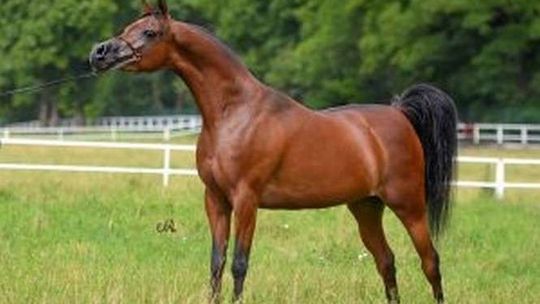 W Janowie Podlaskim nie tylko aukcja koni, również akcja charytatywna