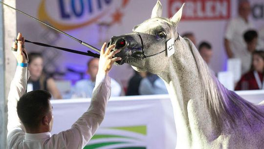 W Janowie Podlaskim ruszyły przygotowania do aukcji Pride od Poland