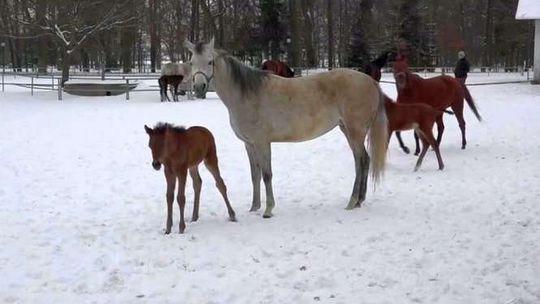 W Janowie Podlaskim trwa wyźrebianie. Nowe pokolenie hartuje się na śniegu