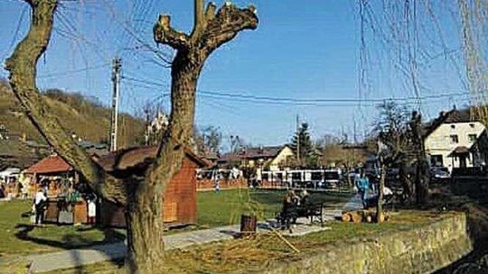 W Kazimierzu przycięli drzewa na jednej z ulic. "Jak można było to zrobić?"