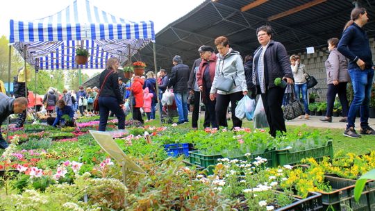 W Końskowoli handel kwitnie. Kiermasz Roślin Ozdobnych [zdjęcia]