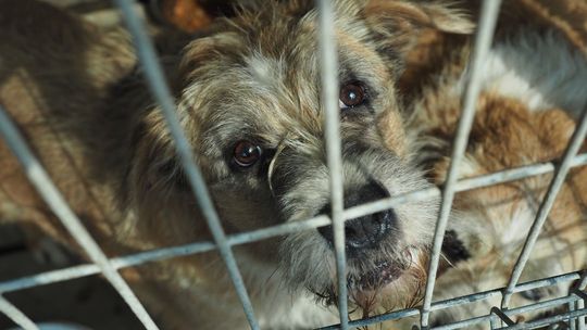 W Kraśniku zbierają karmę dla psów z przytuliska w Rachowie Starym