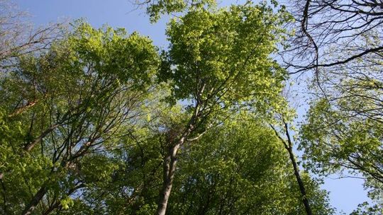 W lasach niebezpiecznie sucho. Leśnicy ostrzegają