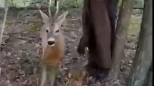W lesie koło Lubartowa grzybiarz natknął się na koziołka we wnykach. Co się stało potem?