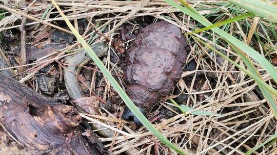 W lesie w Puławach znalazł granat