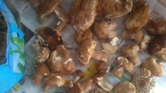 W lubelskich lasach są już grzyby. Pojawiły się borowiki