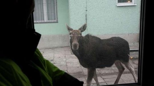 W lubelskich lasach żyje ponad 4160 łosi. To 10 razy więcej niż w prognozach