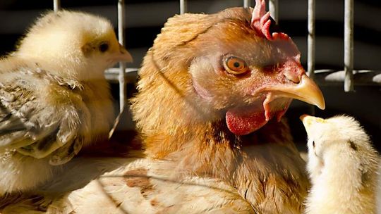 W Lubelskiem 600 ferm drobiu. Czy grozi nam ptasia grypa?