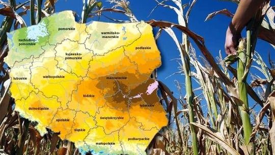 W Lubelskiem największy w Polsce niedobór wody. A rolnicy nadal czekają na pomoc