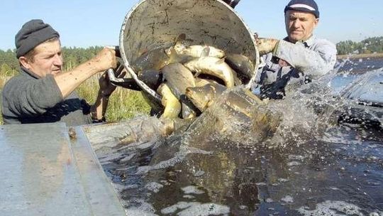 W Lubelskiem za karpia zapłacimy najmniej