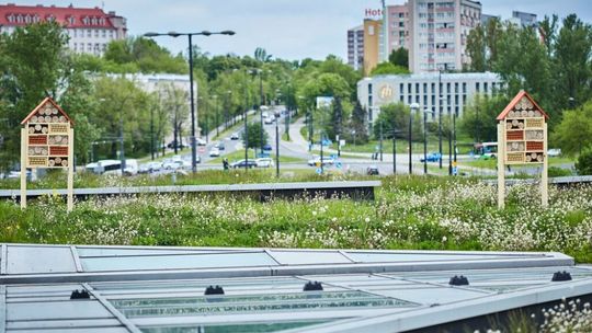 W Lublinie będą rozdawać rośliny doniczkowe za zużyte baterie