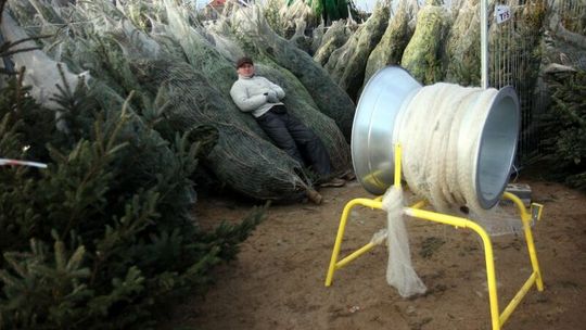 W Lublinie będą rozdawali za darmo choinki. Jest jeden warunek