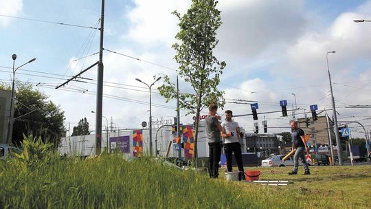 W Lublinie będą sadzić. Gdzie pojawią się nowe drzewa?