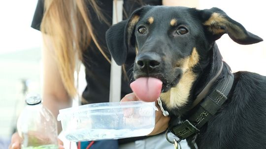 W Lublinie bezpłatny hotel dla zwierząt osób na kwarantannie lub chorych na COVID-19