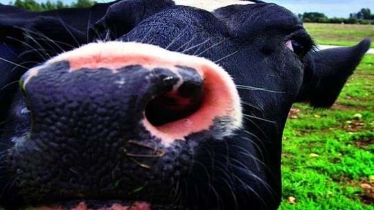 W Lublinie jest 227 krów, 1565 świń, 164 konie oraz 106 774 kur